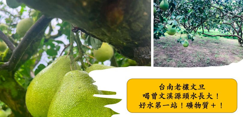 台南麻豆老欉文旦